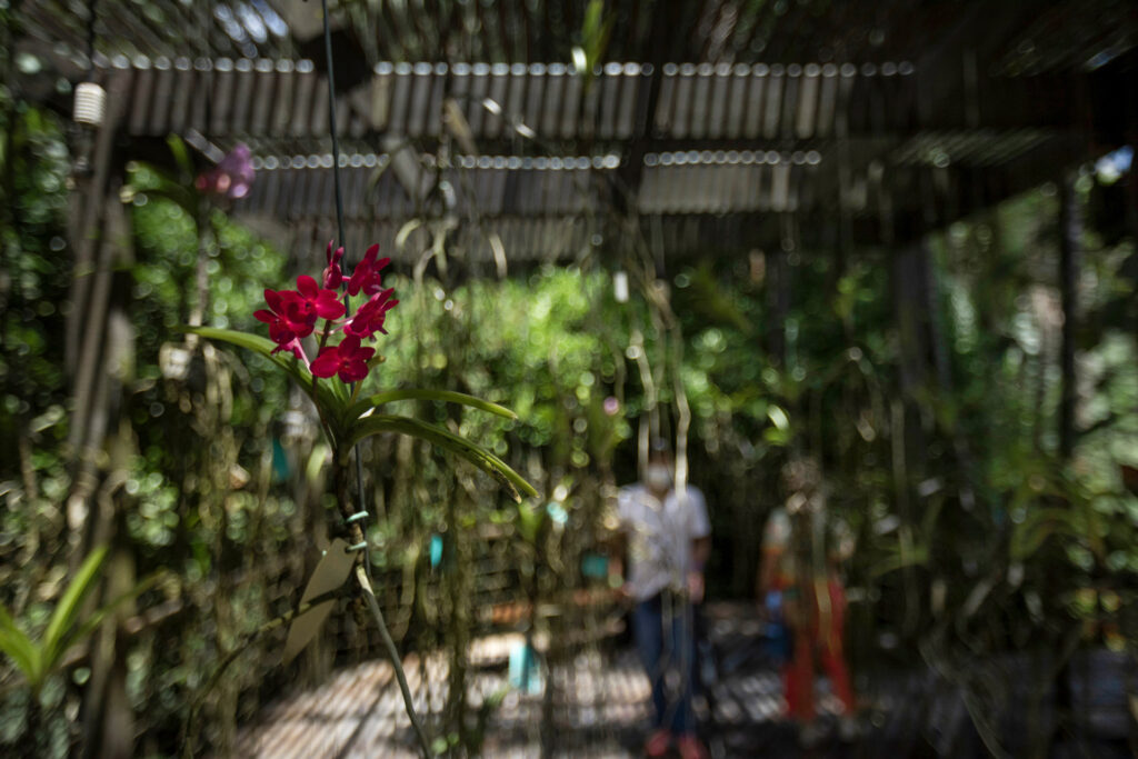 Vandário. Acervo botânico Inhotim