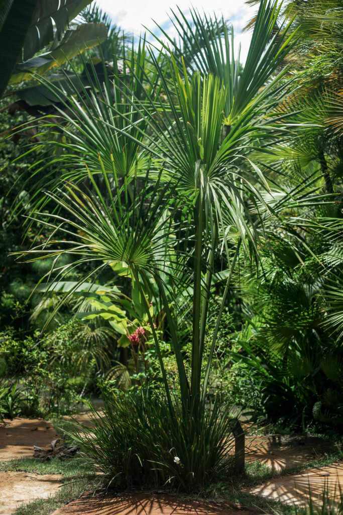 Jardim Temático Jardim Veredas Inhotim
