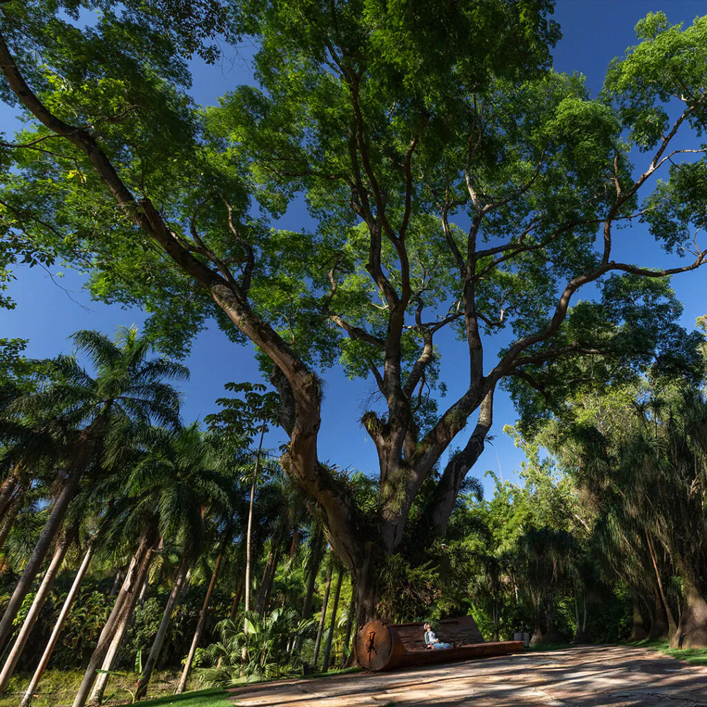 A árvore, presente desde quando ali ainda era uma fazenda, é testemunha da história do Instituto Inhotim.