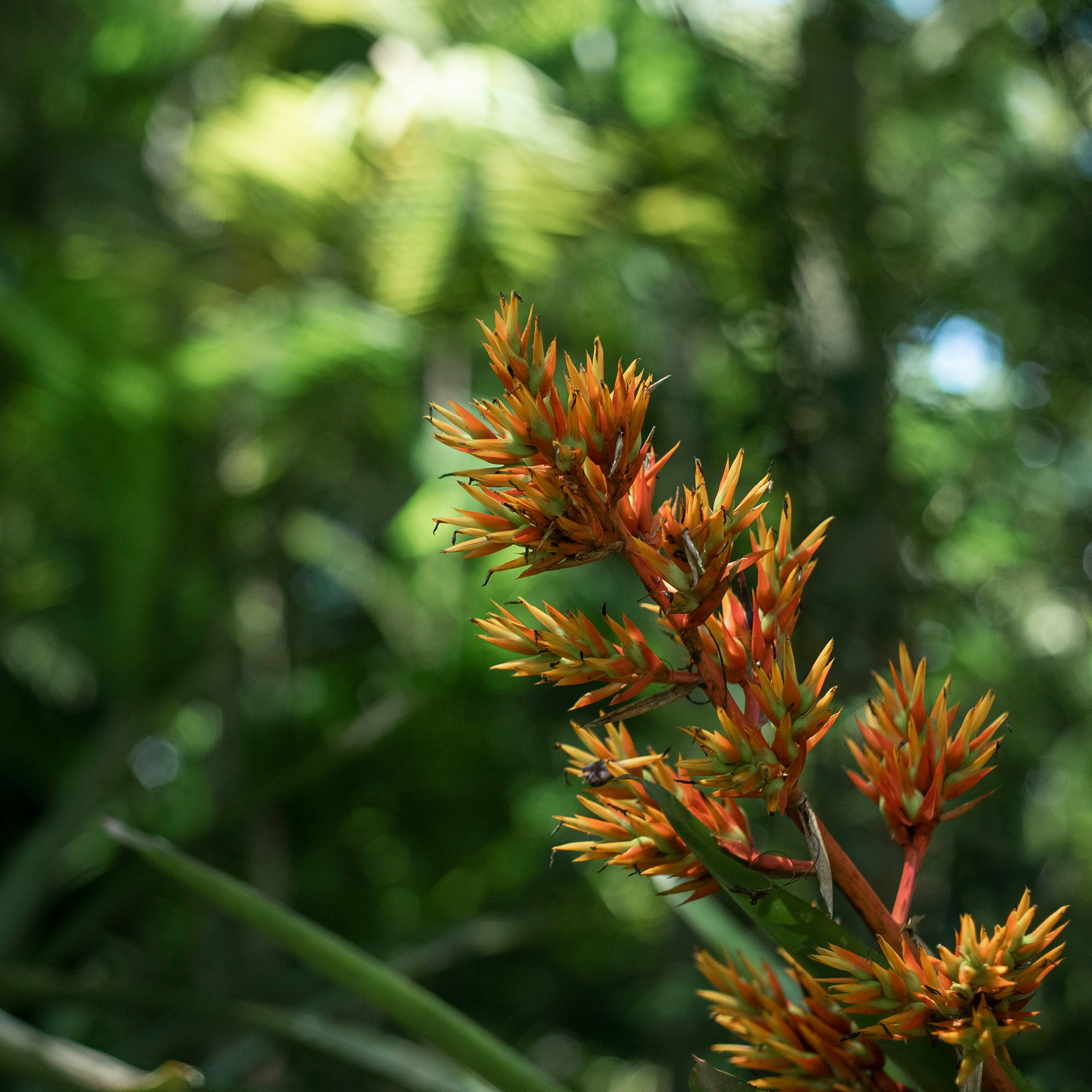 Na Semana do Cerrado, o Inhotim preparou uma programação e gratuita que te convida a conhecer o bioma e entender o nosso papel na sua conservação. Foto: João Marcos Rosa/NITRO