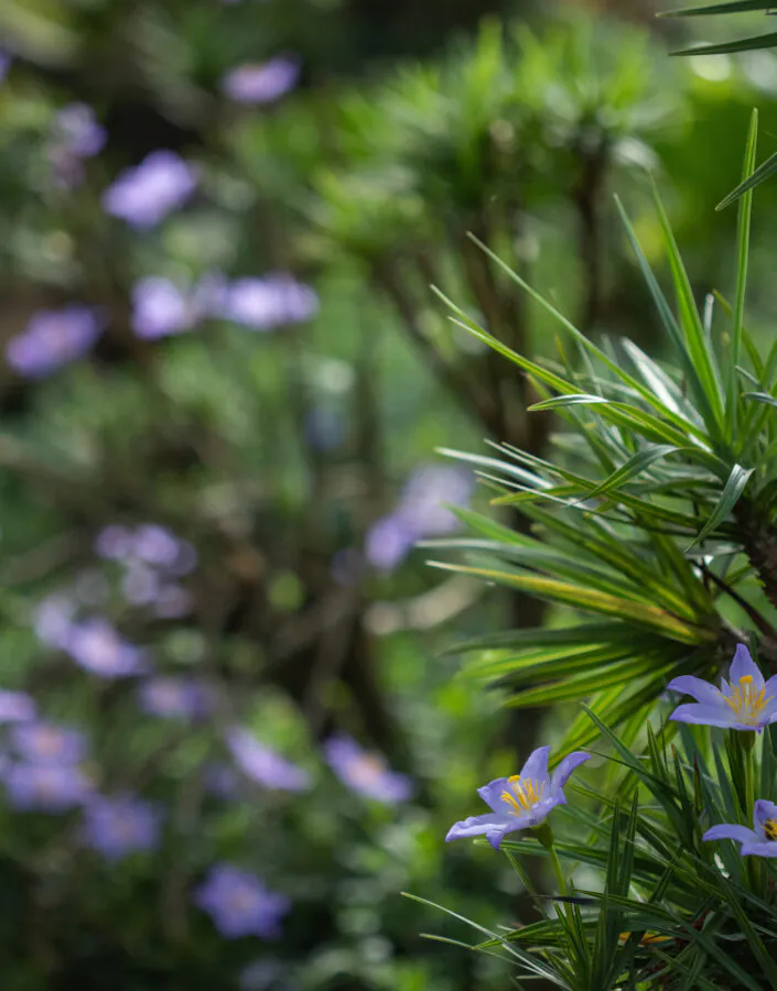 The Semana do Cerrado is an opportunity to learn more about this biome and understand how we can conserve it. Photo: João Marcos Rosa/NITRO.