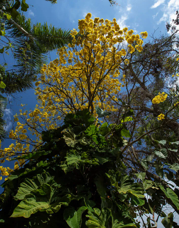 ipê-amarelo (Handroanthus albus). Nos 16 anos do Inhotim, arte, natureza, música e dança estão cada vez mais conectadas. Foto: João Marcos Rosa/NITRO.