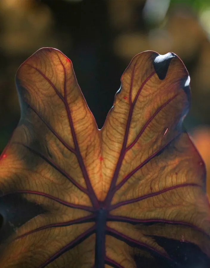 Visita tematica Cor e Luz no Inhotim