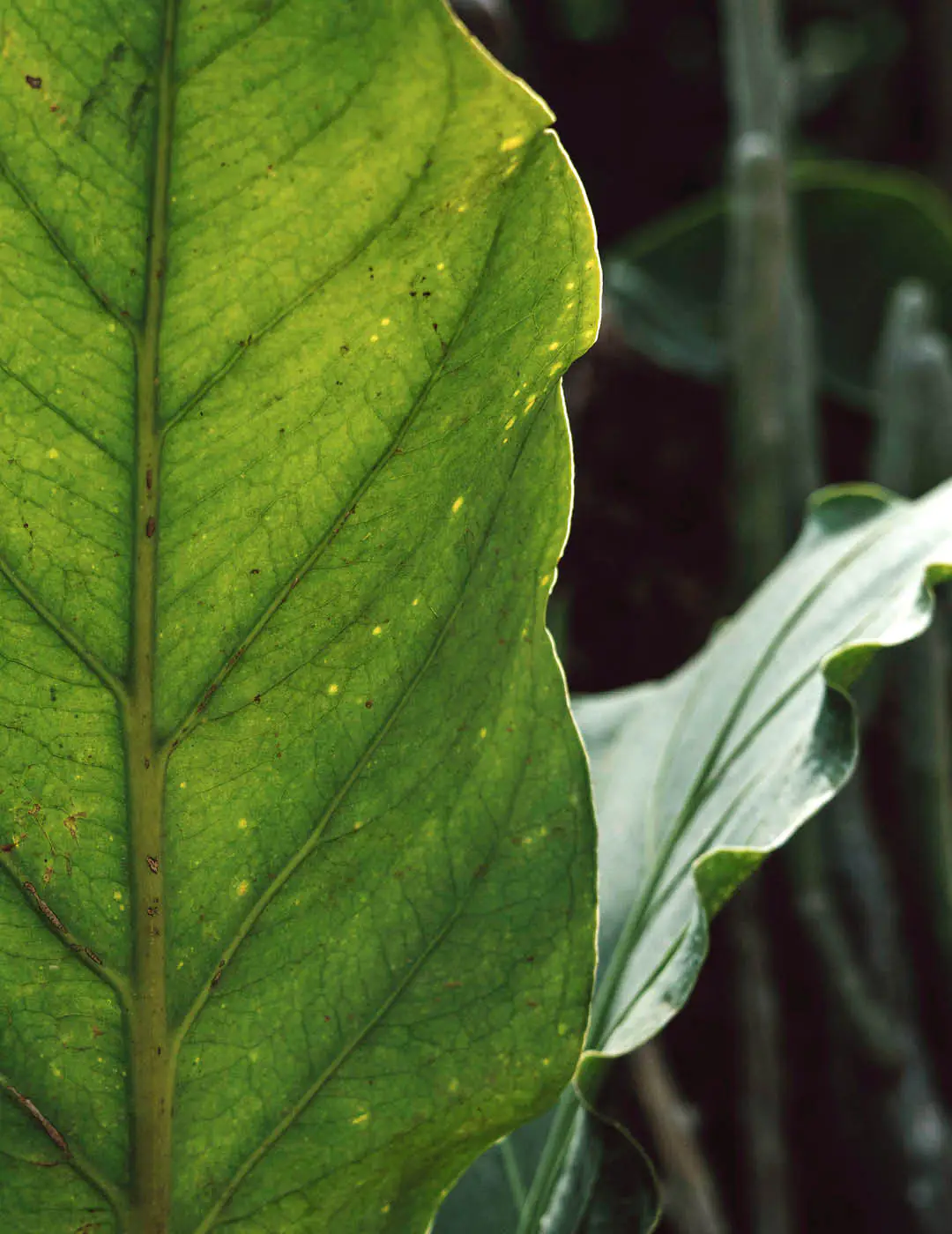 INH TT anturio-selvagem2 trat