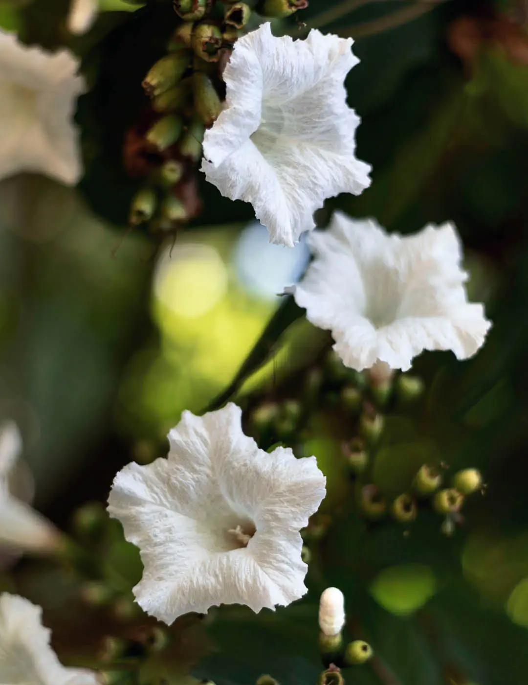 INH TT baba-de-boi2 trat