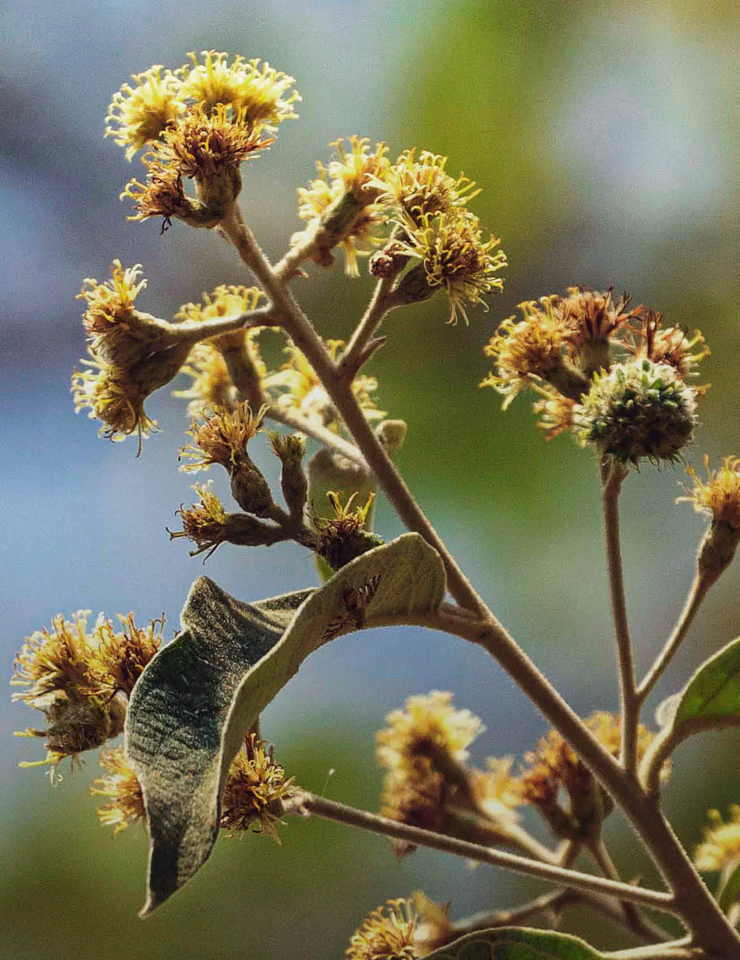 INH TT candeia2 trat