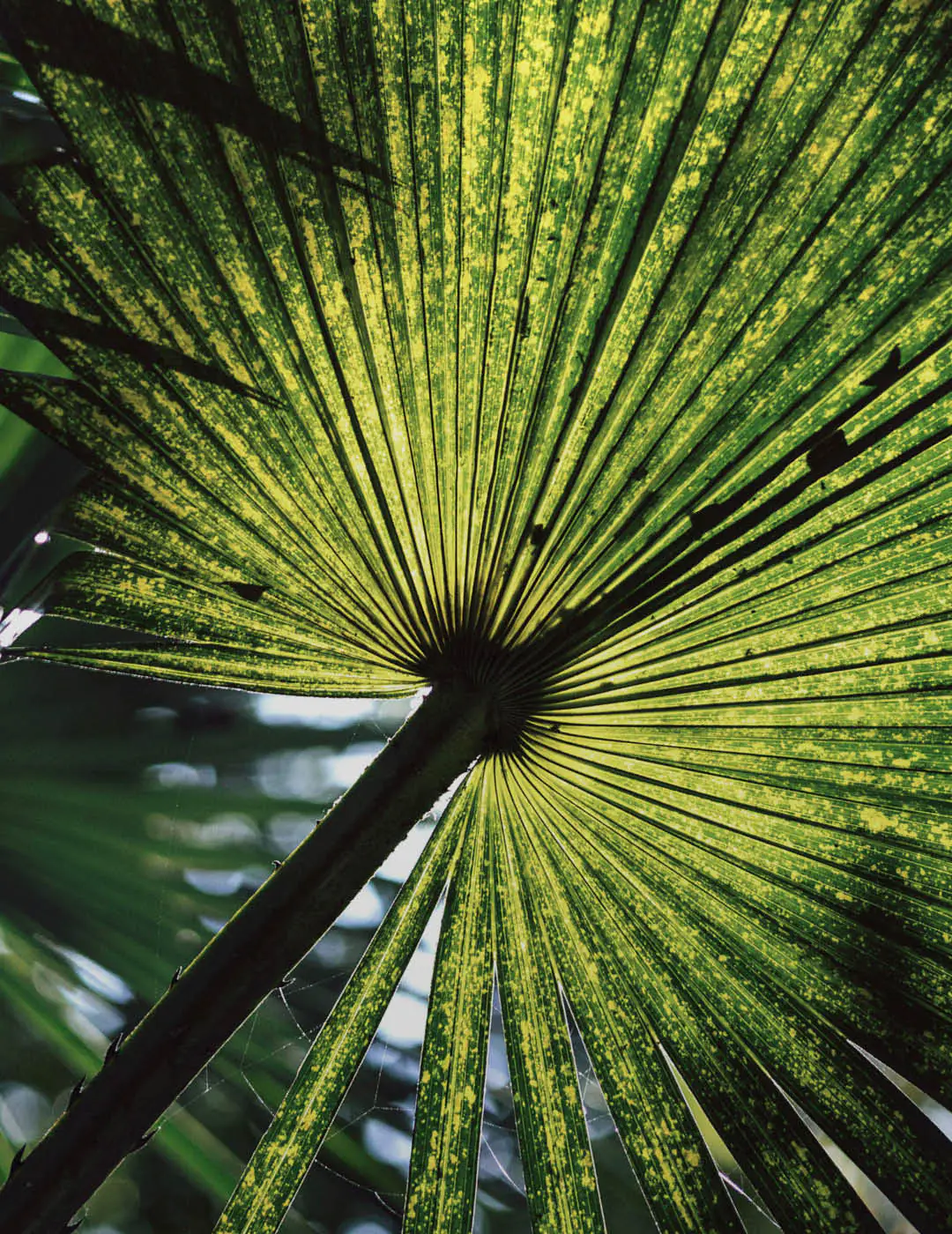 INH TT carnauba2 trat