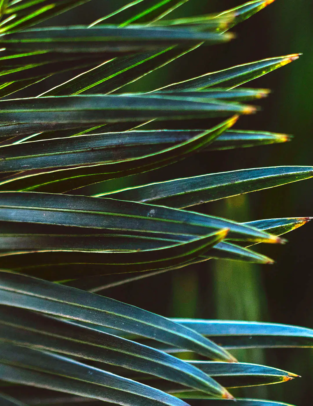 INH TT coco-da-chapada2 trat