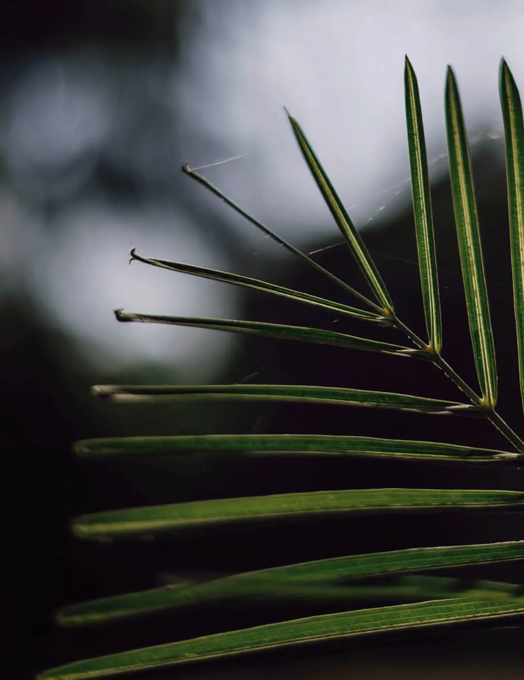 INH TT coco-da-serra2 trat