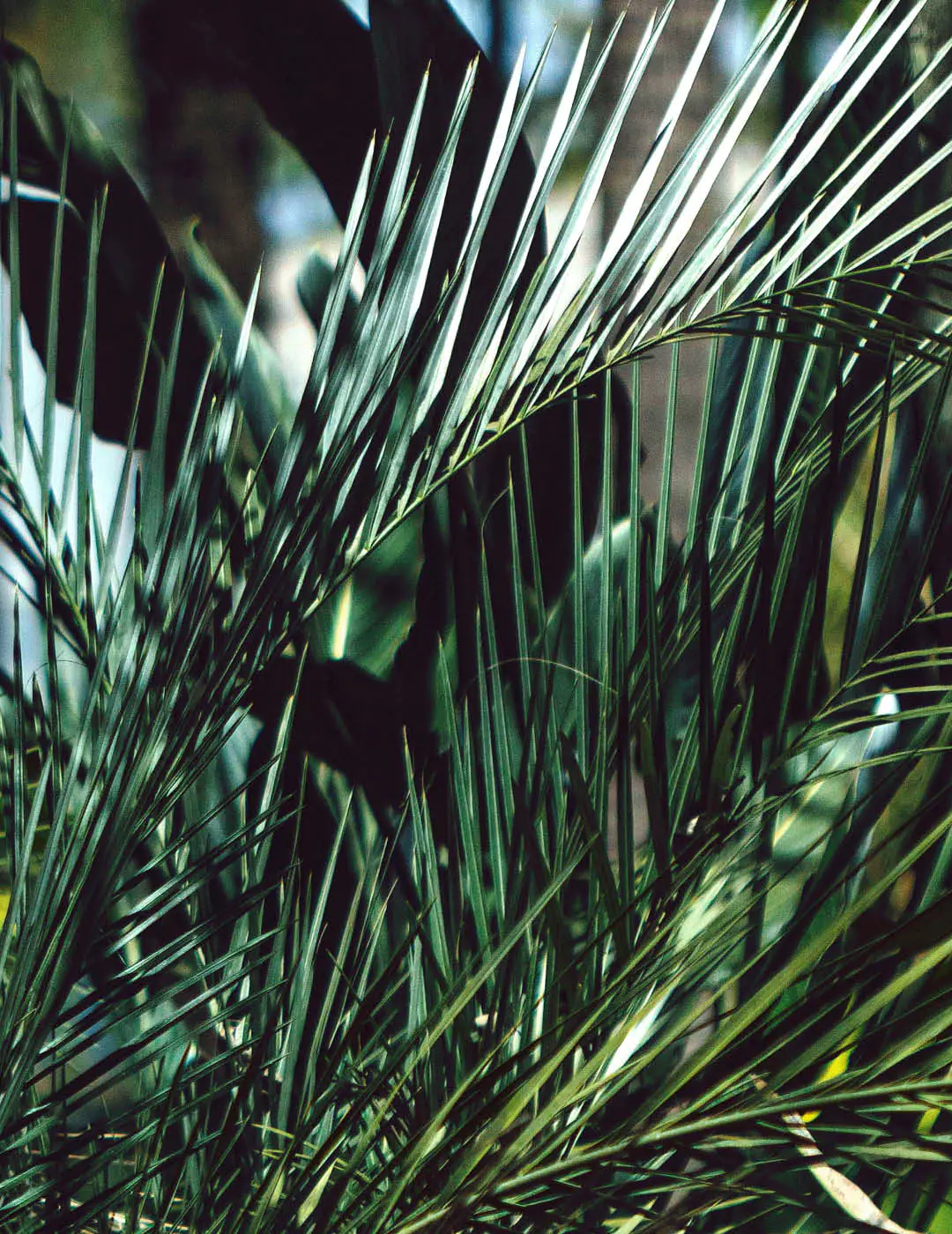 INH TT coquinho-do-cerrado2 trat