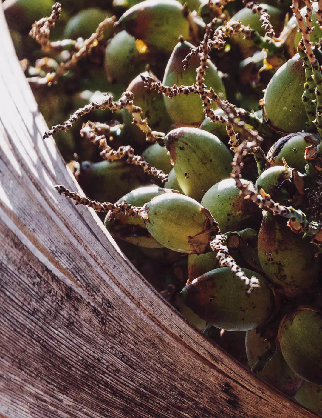 INH TT gueroba2 trat