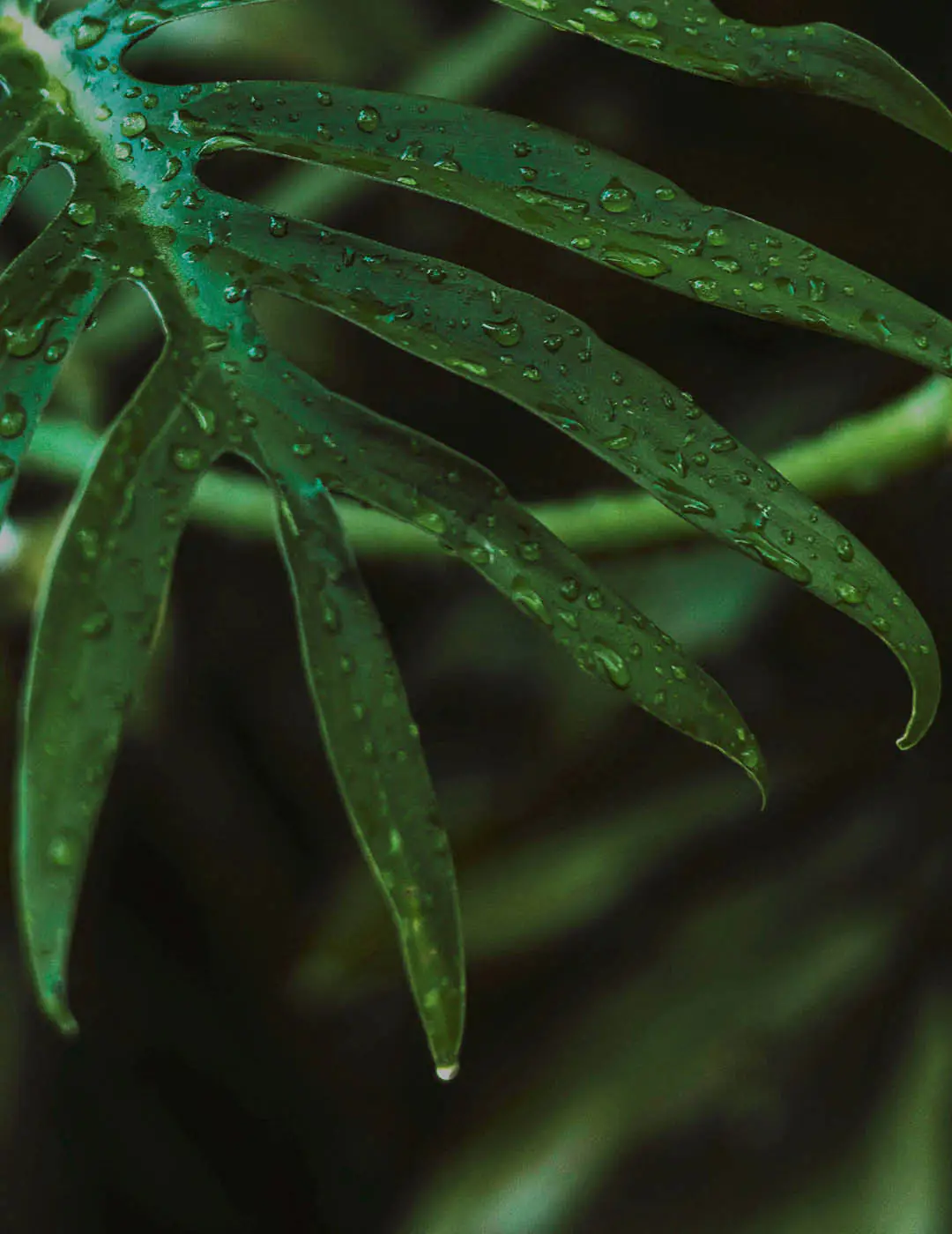 INH TT imbe-costela2 trat