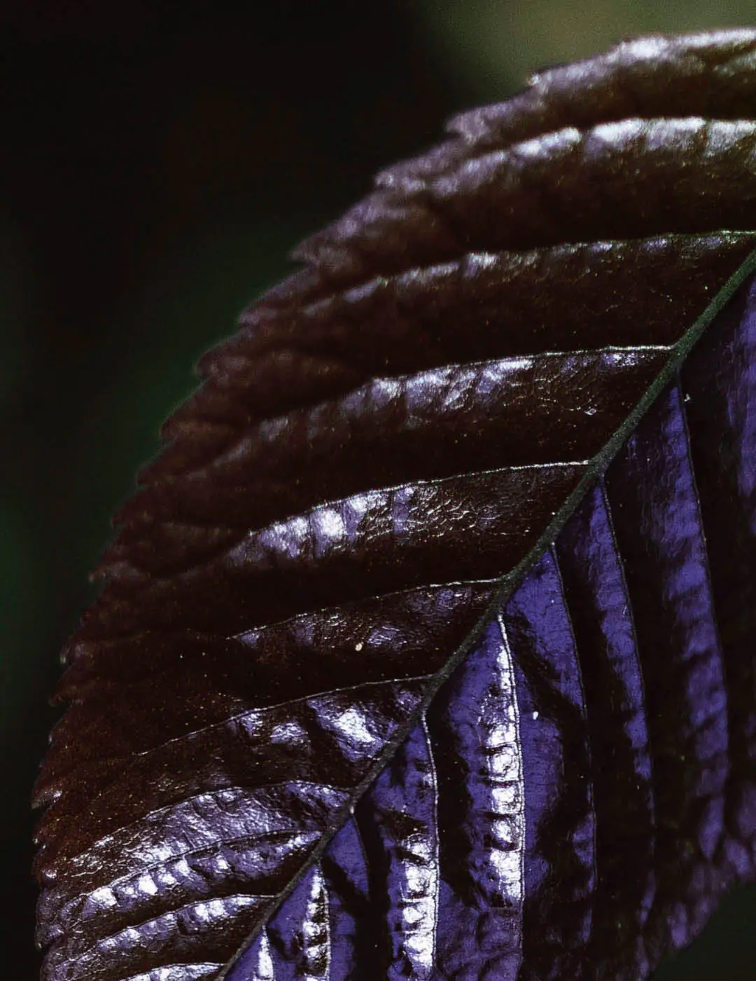 INH TT ipe-roxo2 trat