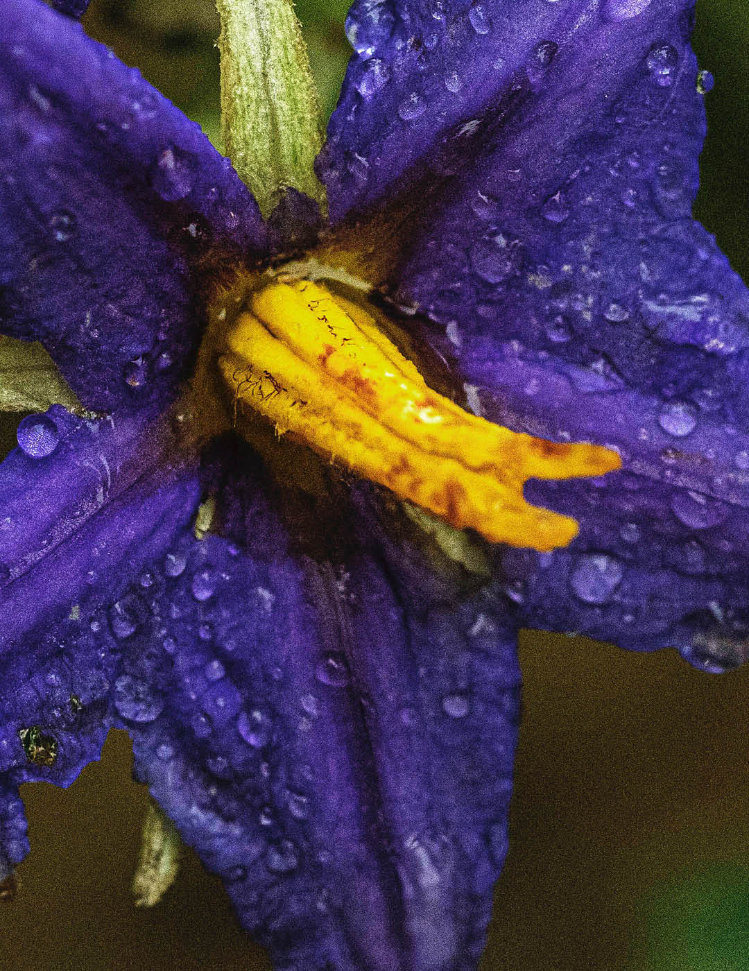 INH TT lobeira2 trat