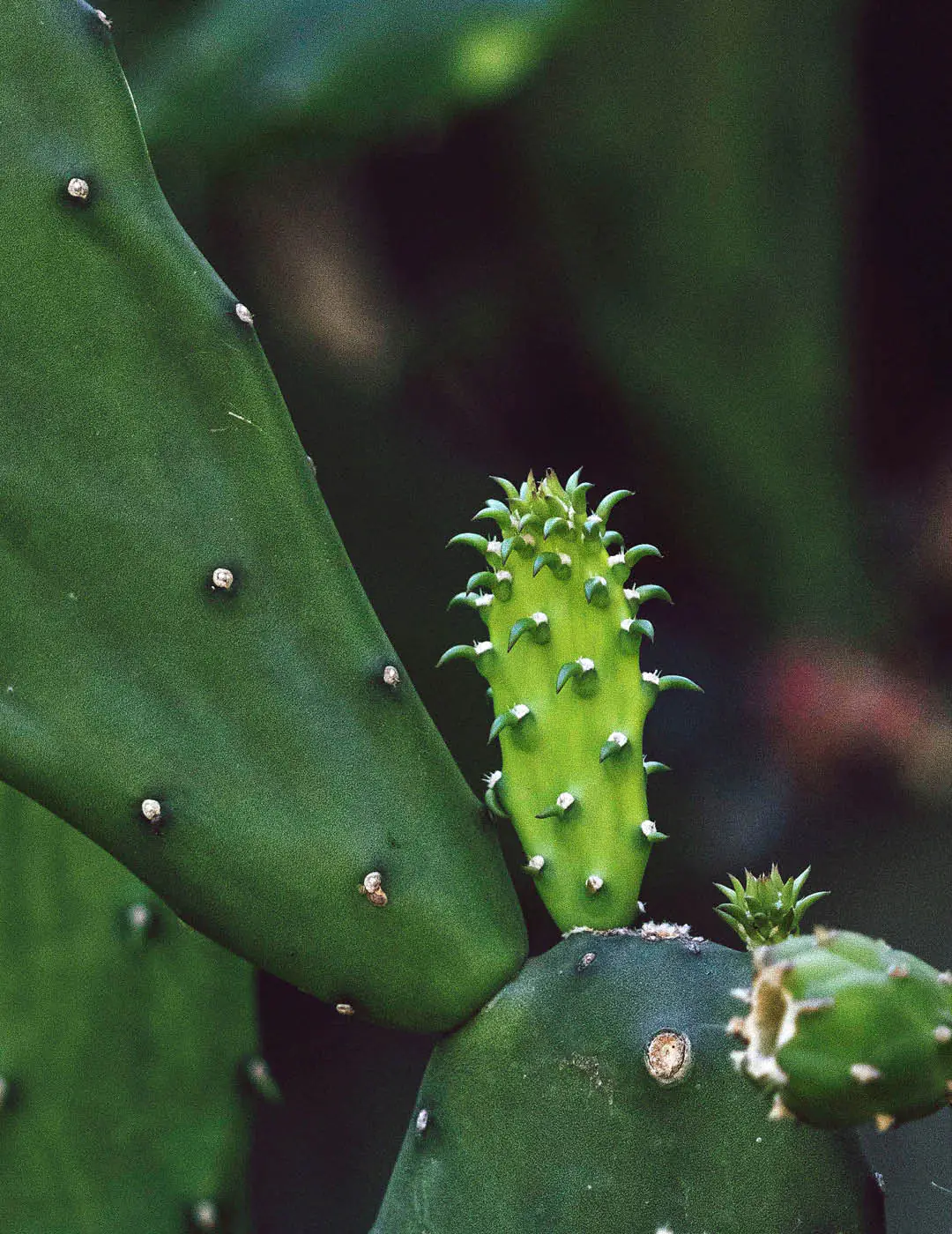 INH TT palma-doce2 trat