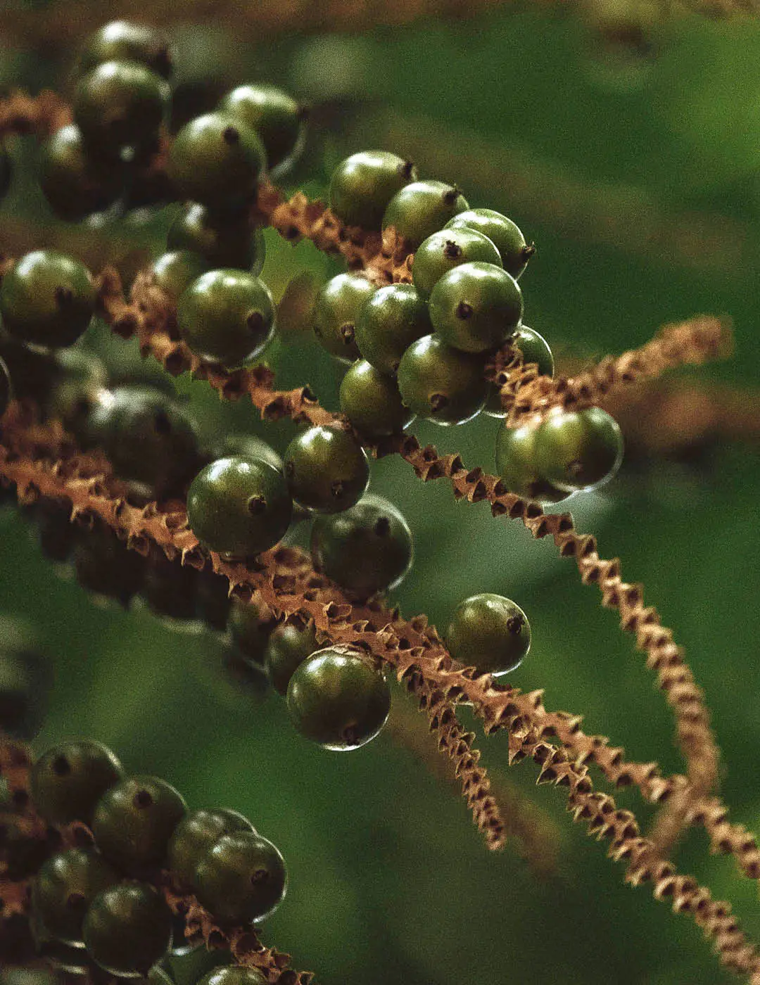 INH TT palmeira-jucara2 trat