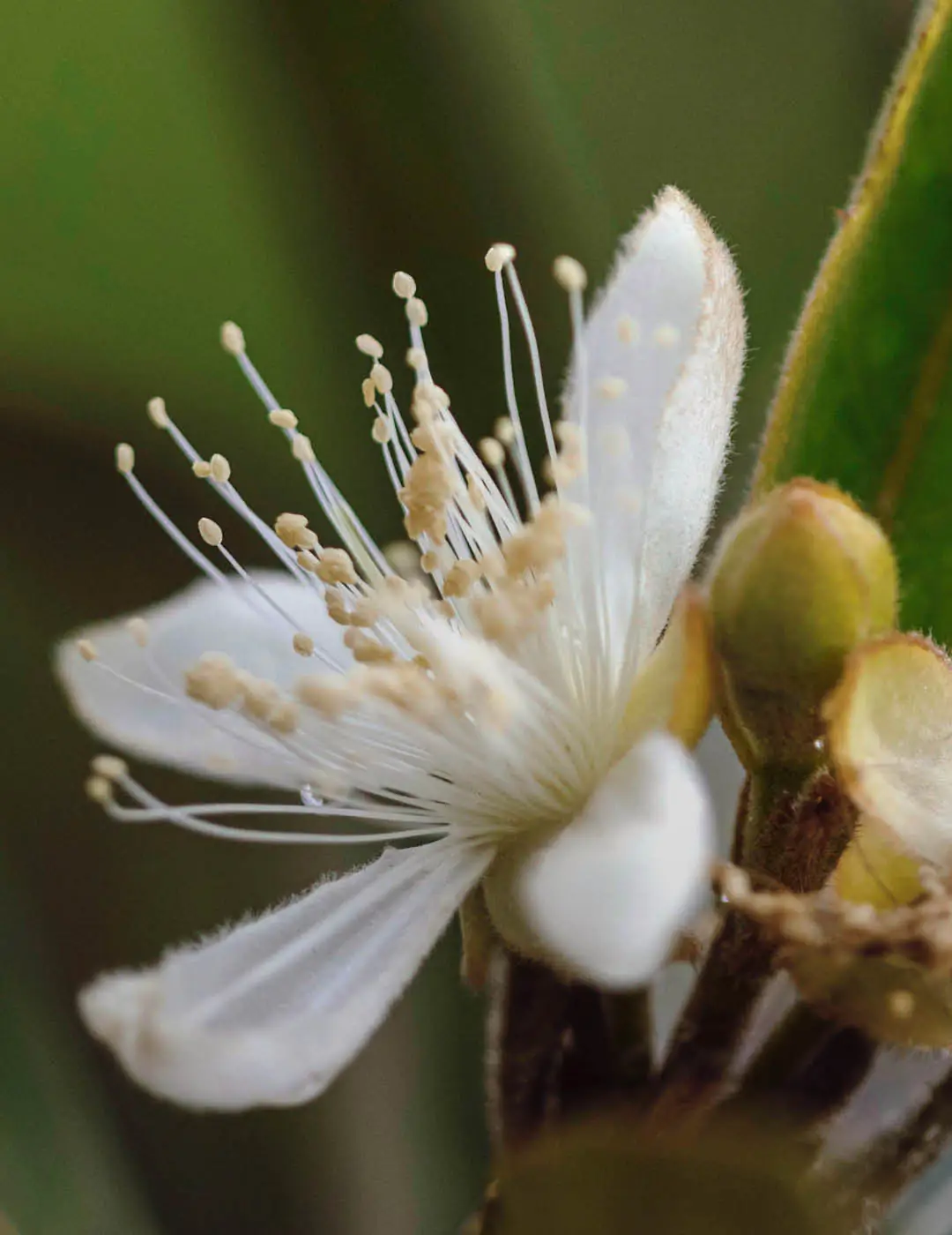INH TT perinha-do-cerrado2 trat