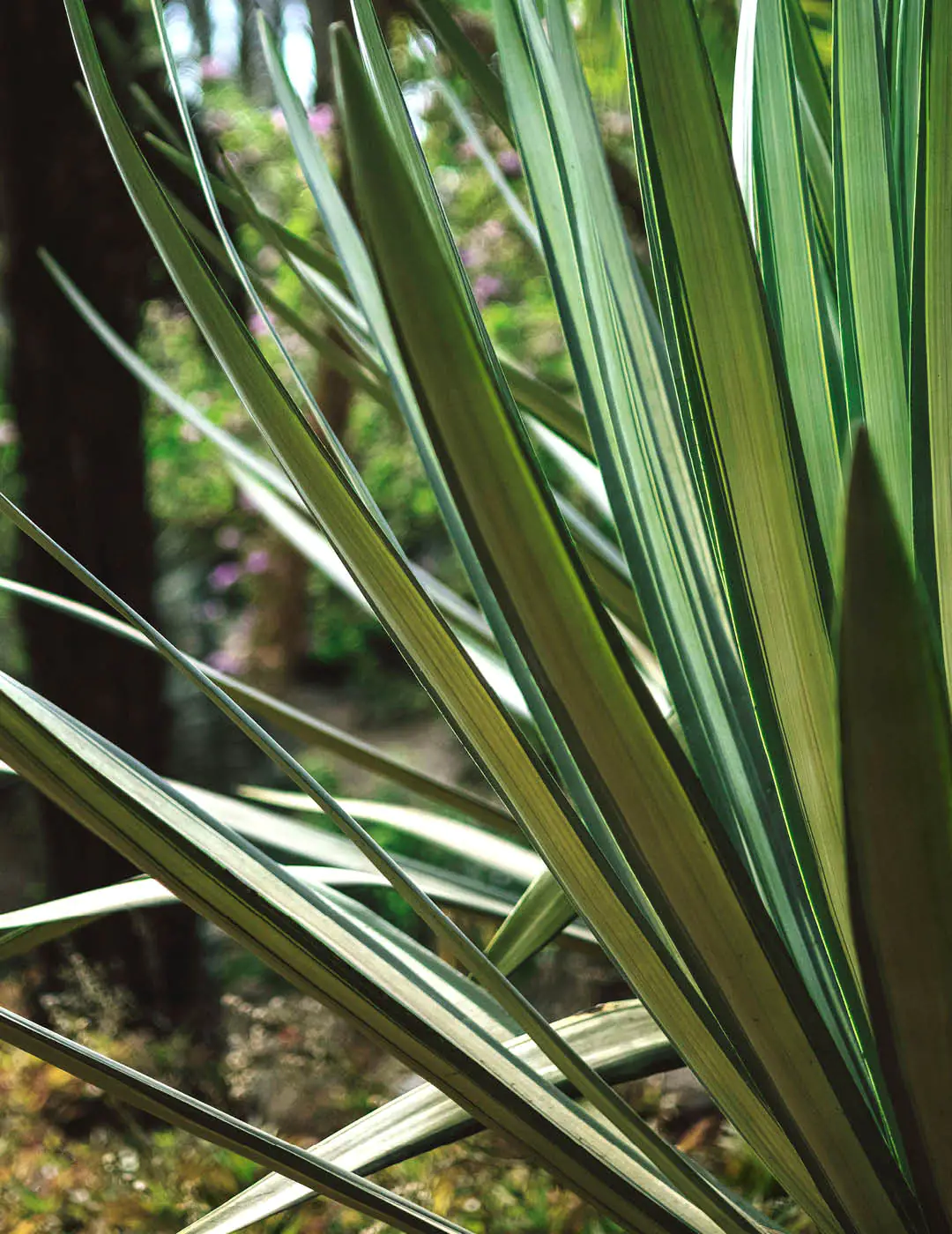 INH TT piteira2 trat