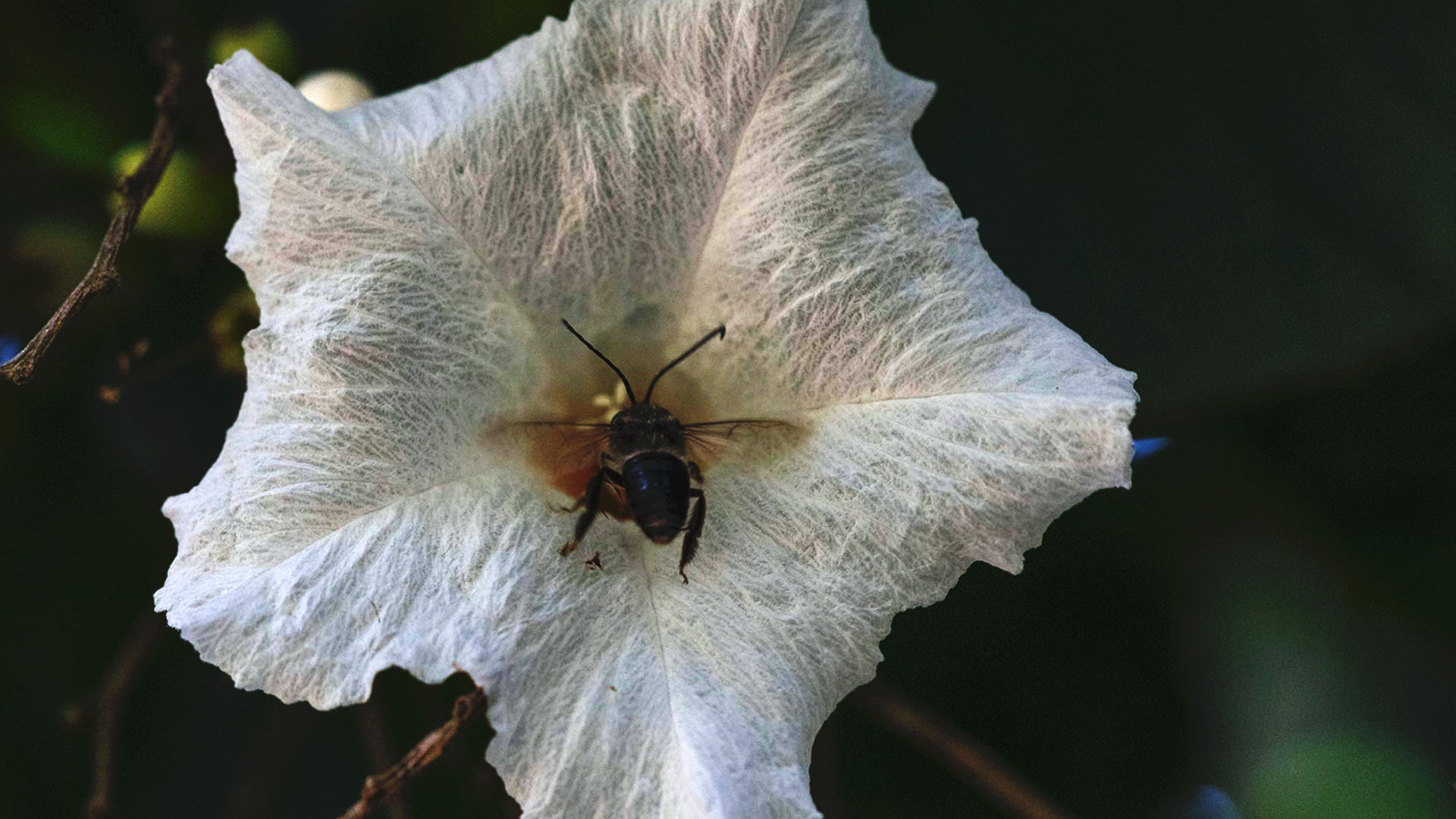 Detalhe da flor da baba-de-boi recebendo a visita de uma abelha. As pétalas são brancas e tão delicadas que quase são transparentes.