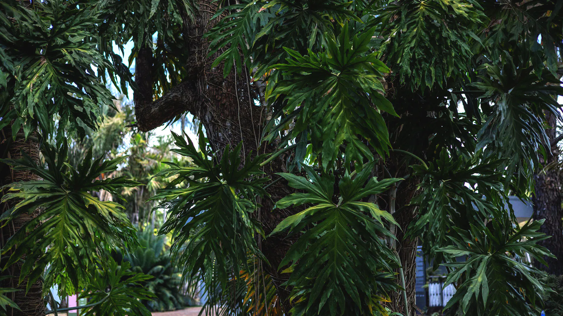 Folhas do guaimbê se espalham pela paisagem dos jardins do Inhotim.