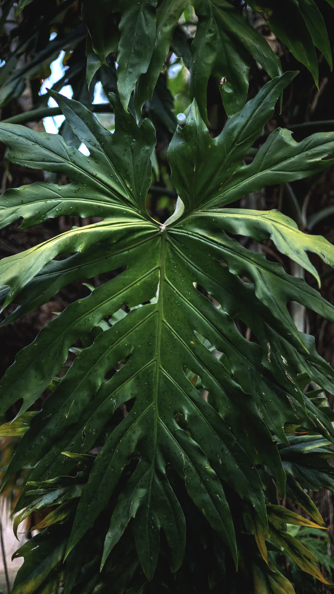 Detalhe das folhas do guaimbê, que são verde-escuro, alongadas e com características lobadas.