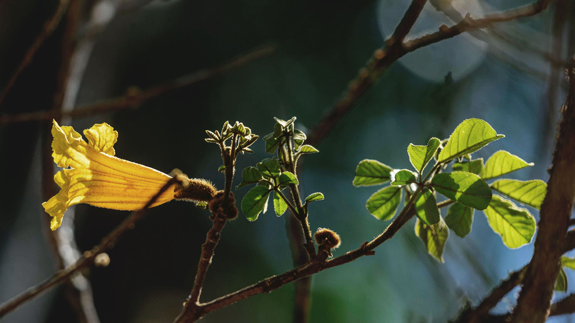 Ipê-amarelo - Inhotim