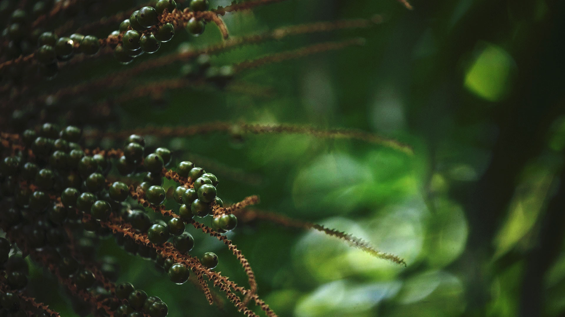 Detalhe dos frutos da palmeira-juçara. São pequenos, redondos, têm cor verde-escruto e se espalham pelos ramos.