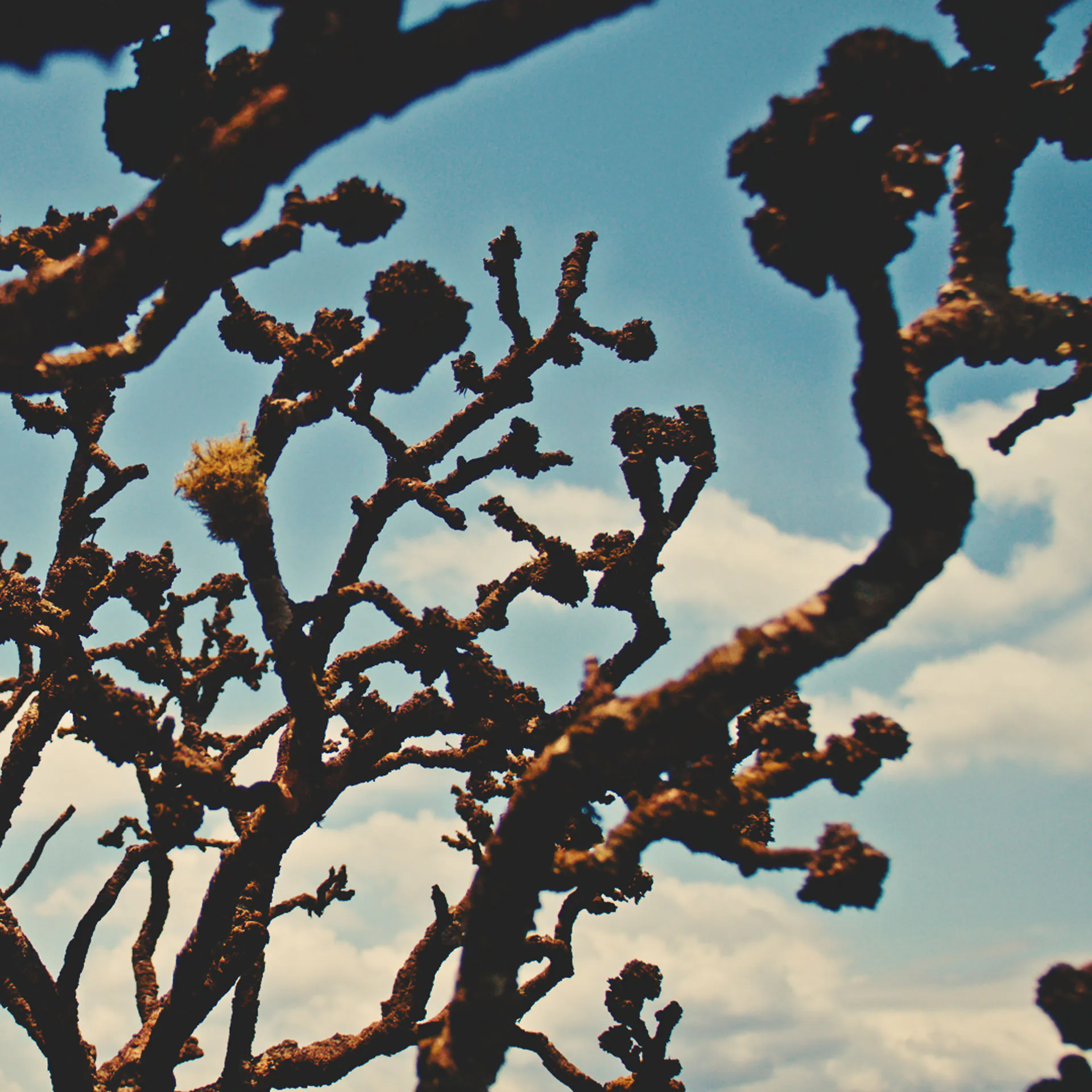 inhotim territorio tematico