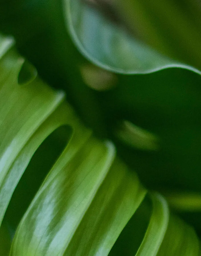 Landscapers, Inhotim’s Botanical Garden team and the Belo Horizonte Zoobotany Foundation talk about possibilities and challenges in the conservation of plant species. Photo: João Marcos Rosa