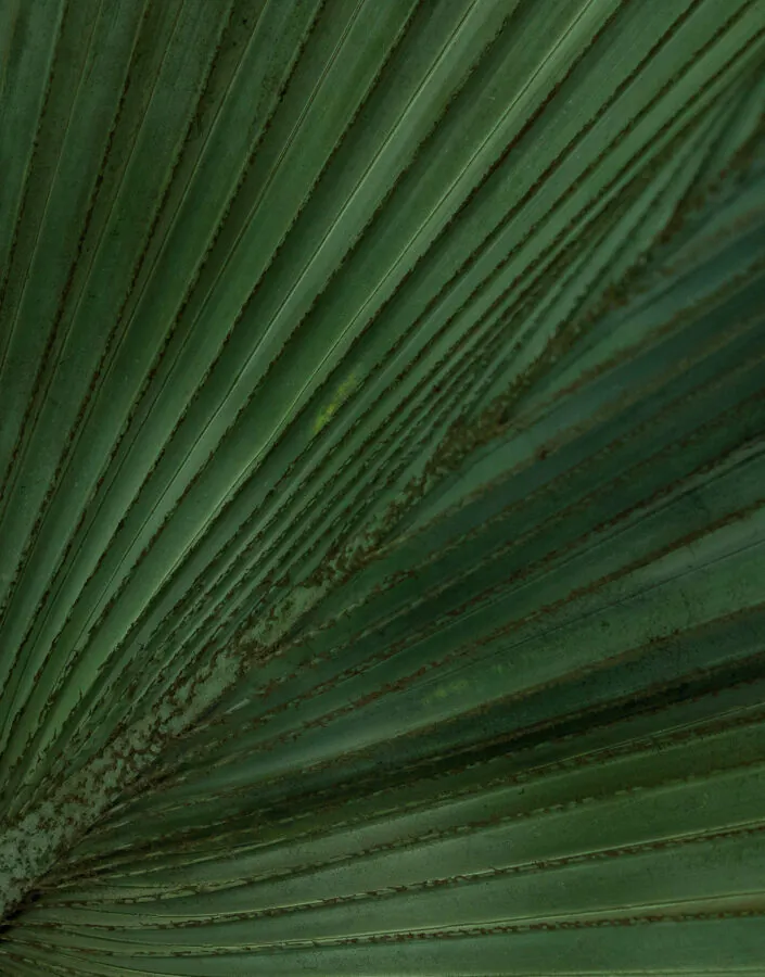 Orquestra de Cordas, Escola de Música and guest artists perform for Inhotim’s cultural program on June 3 and 4. Photo: João Marcos Rosa