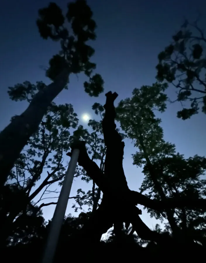 Experiência voltada ao tempo e à natureza é realizada no Inhotim em prol de sua manutenção. Imagem: Identidade do Anoitecer Inhotim
