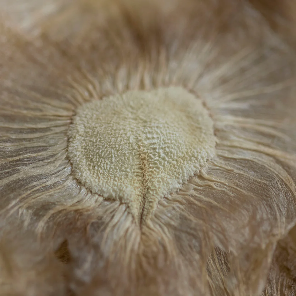 inhotim acervos destaque botanico 2 ipê felpudo