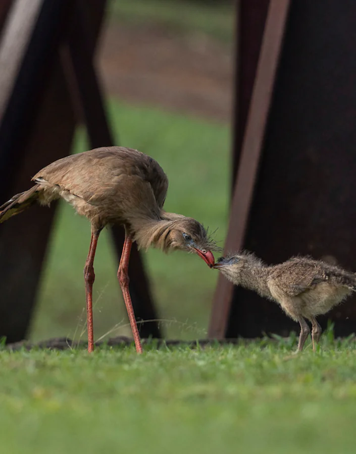 onheça algumas aves do Inhotim e entenda como interagem com água, flores, frutos e sementes. Foto: João Marcos Rosa