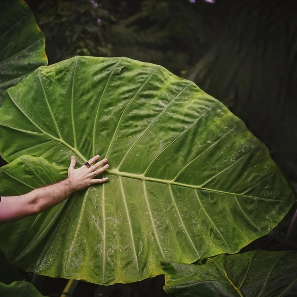 Orelha-de-elefante Jardim Botânico Inhotim