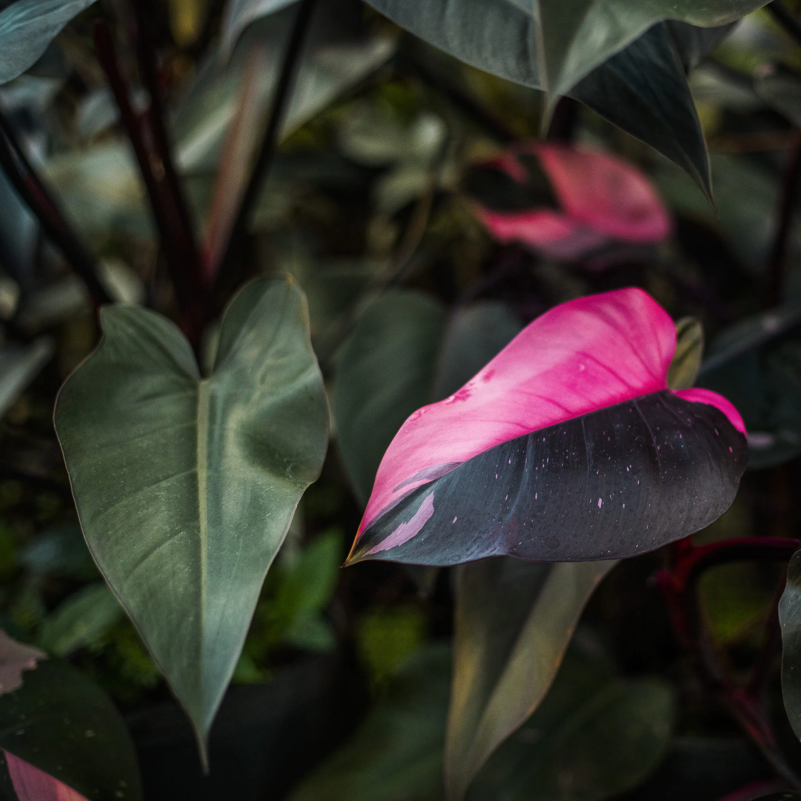 Brumadinho_MG, 03 de agosto de 2020Philodendron erubescensJARDIM BOTANICO INHOTIMFOTO: JOAO MARCOS ROSA