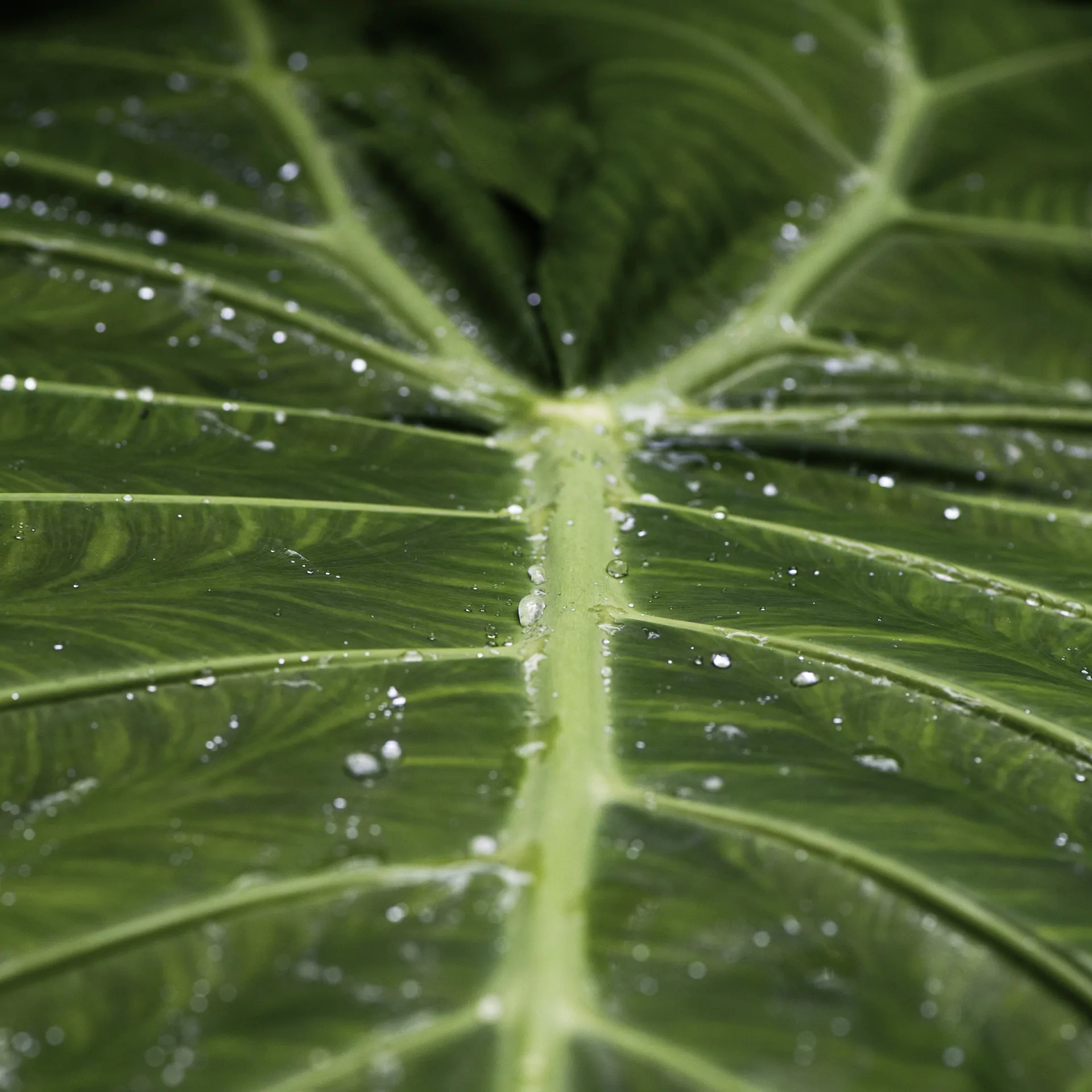 Folha do Jardim Botânico do Inhotim em Brumadinho