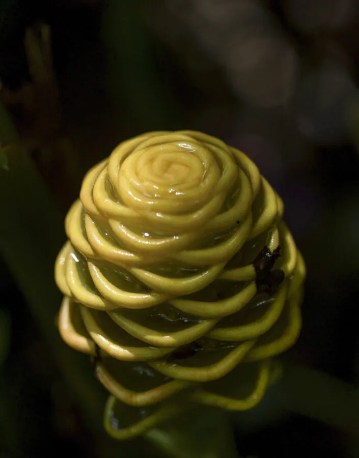 gengibre ornamental acervo jardim botânico Inhotim