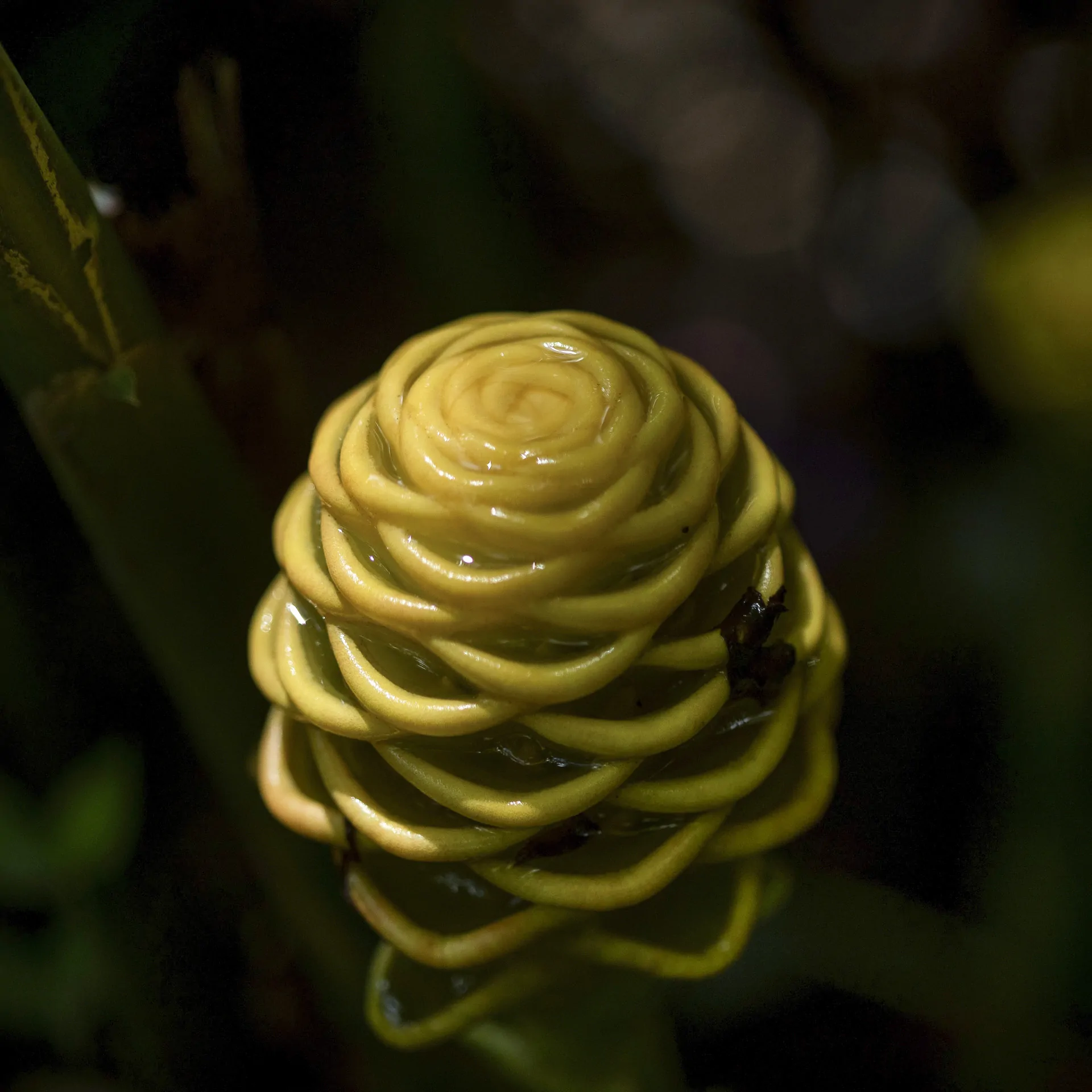 gengibre ornamental acervo jardim botânico Inhotim