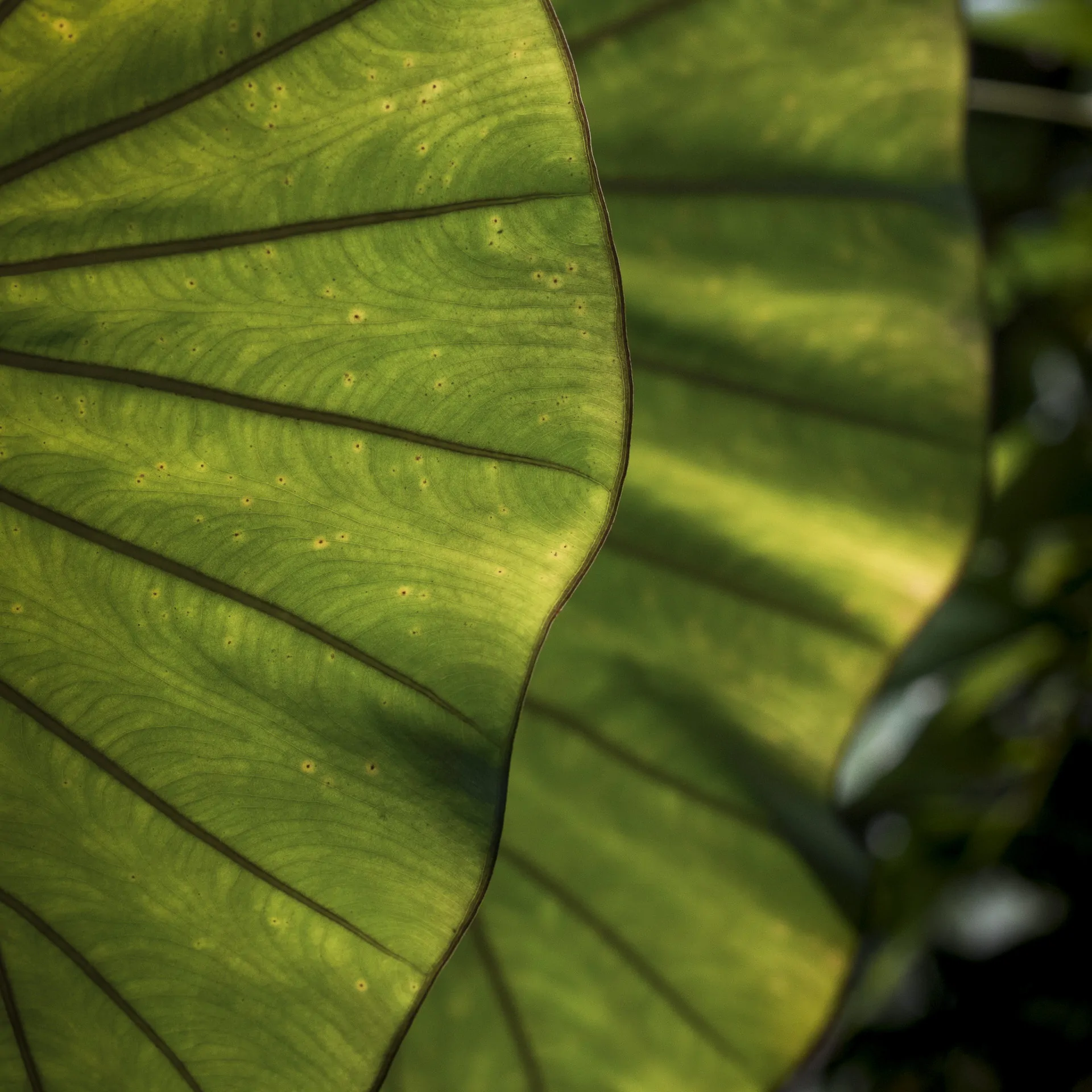 Foto: João Marcos Rosa