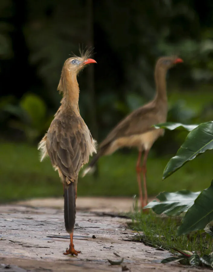 Seriema Jardim Botânico Inhotim Gestão Ambiental