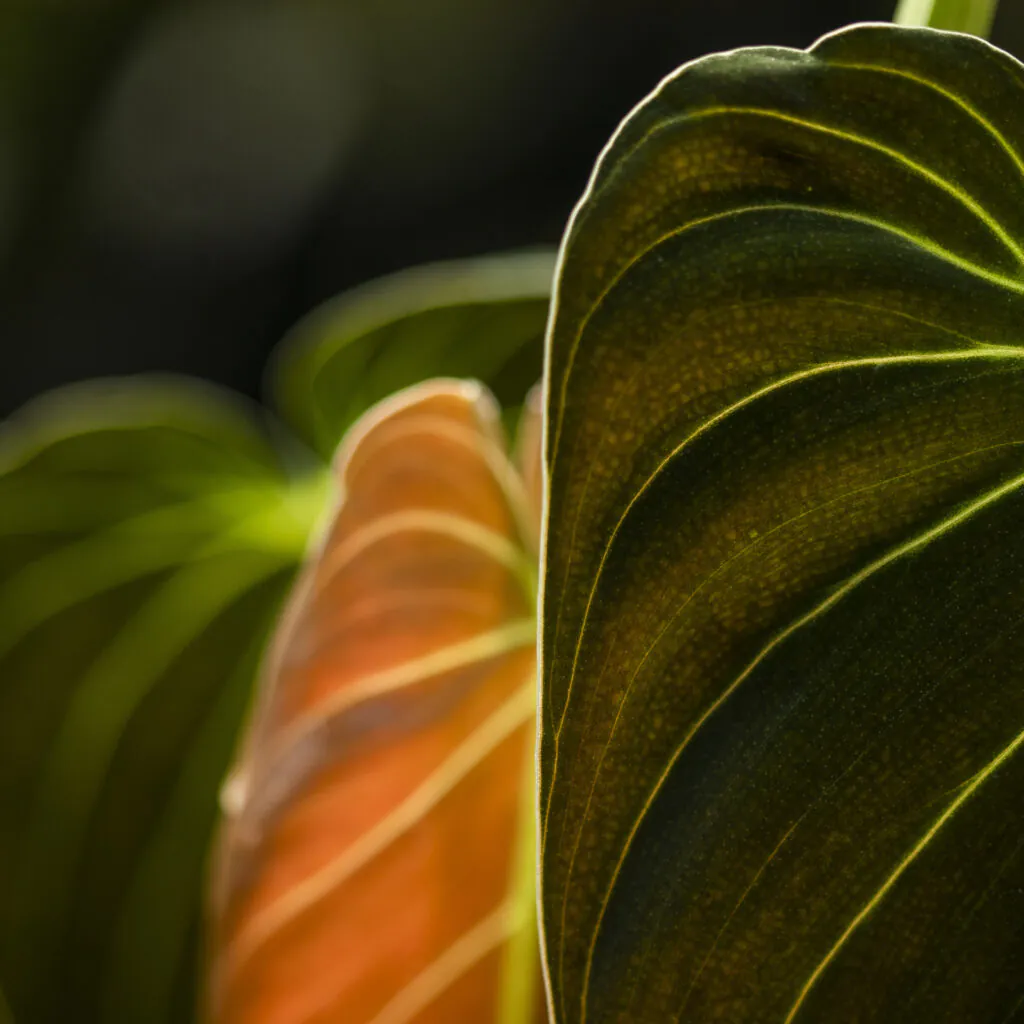 Philodendron melanochrysum, detail.
