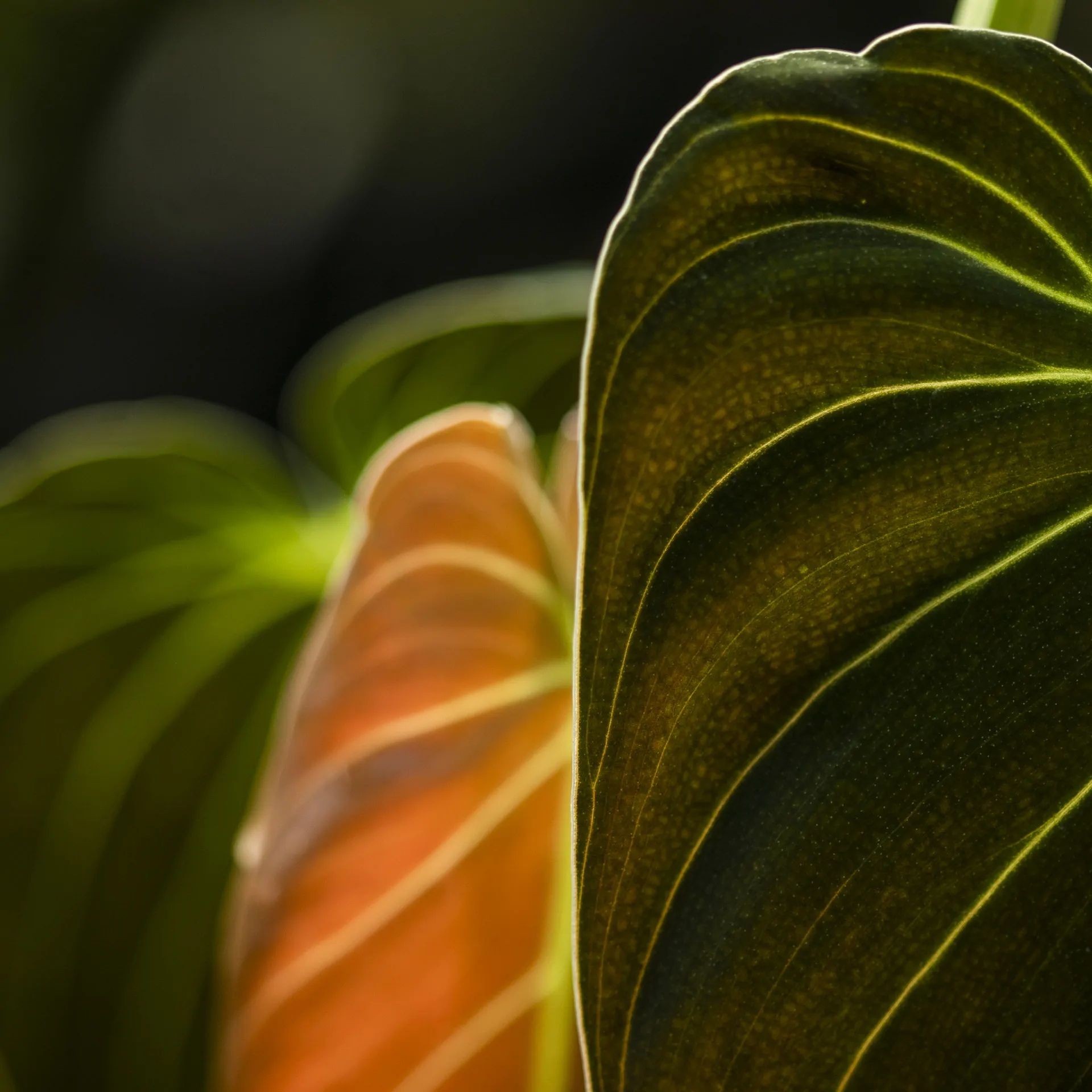 Philodendron melanochrysum, detail.