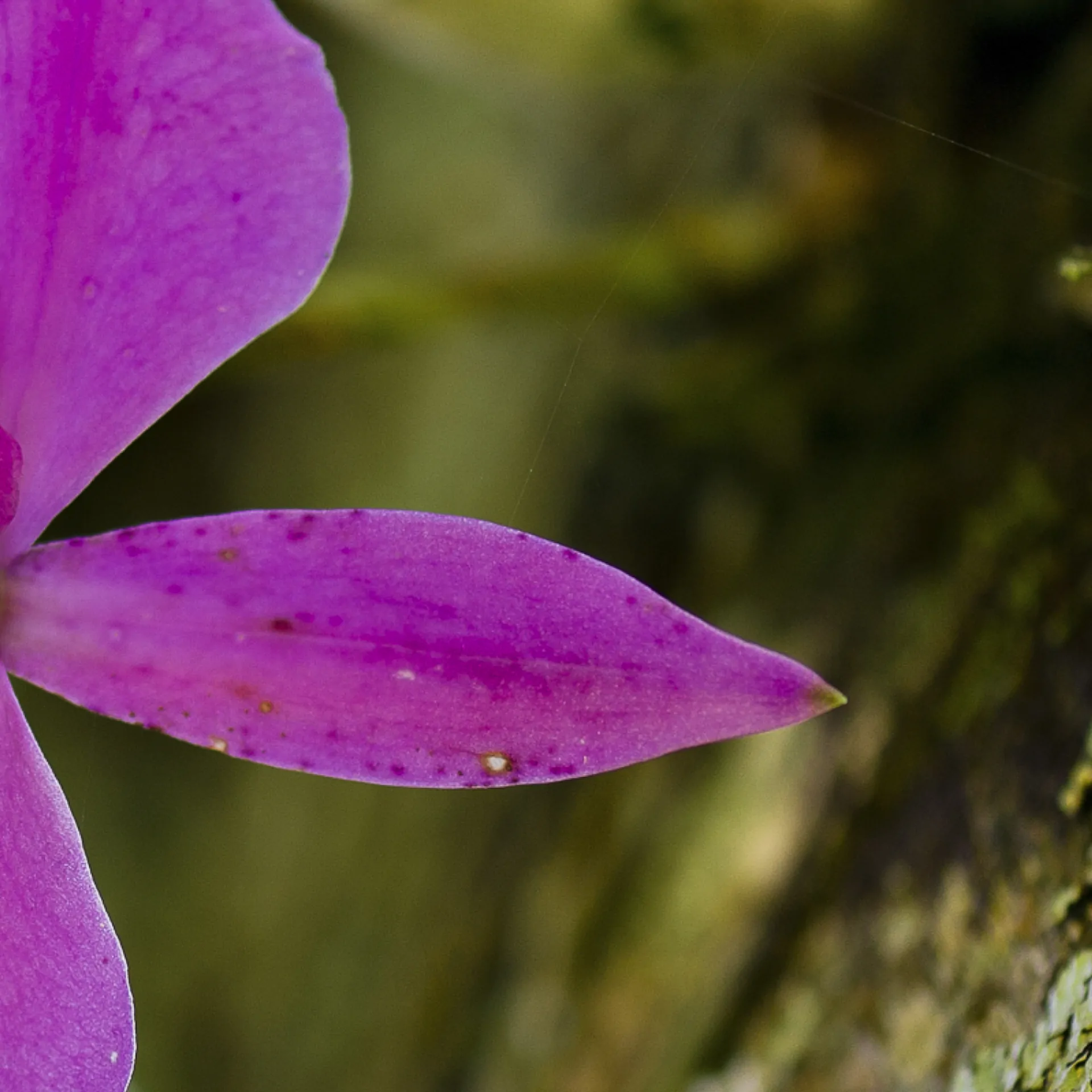 Anré Cavasini e Juliano Borin