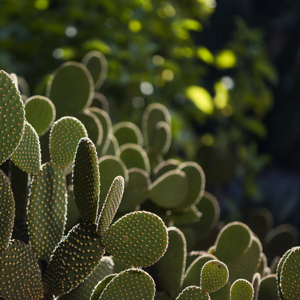 Detail ofJardim Desértico on Inhotim