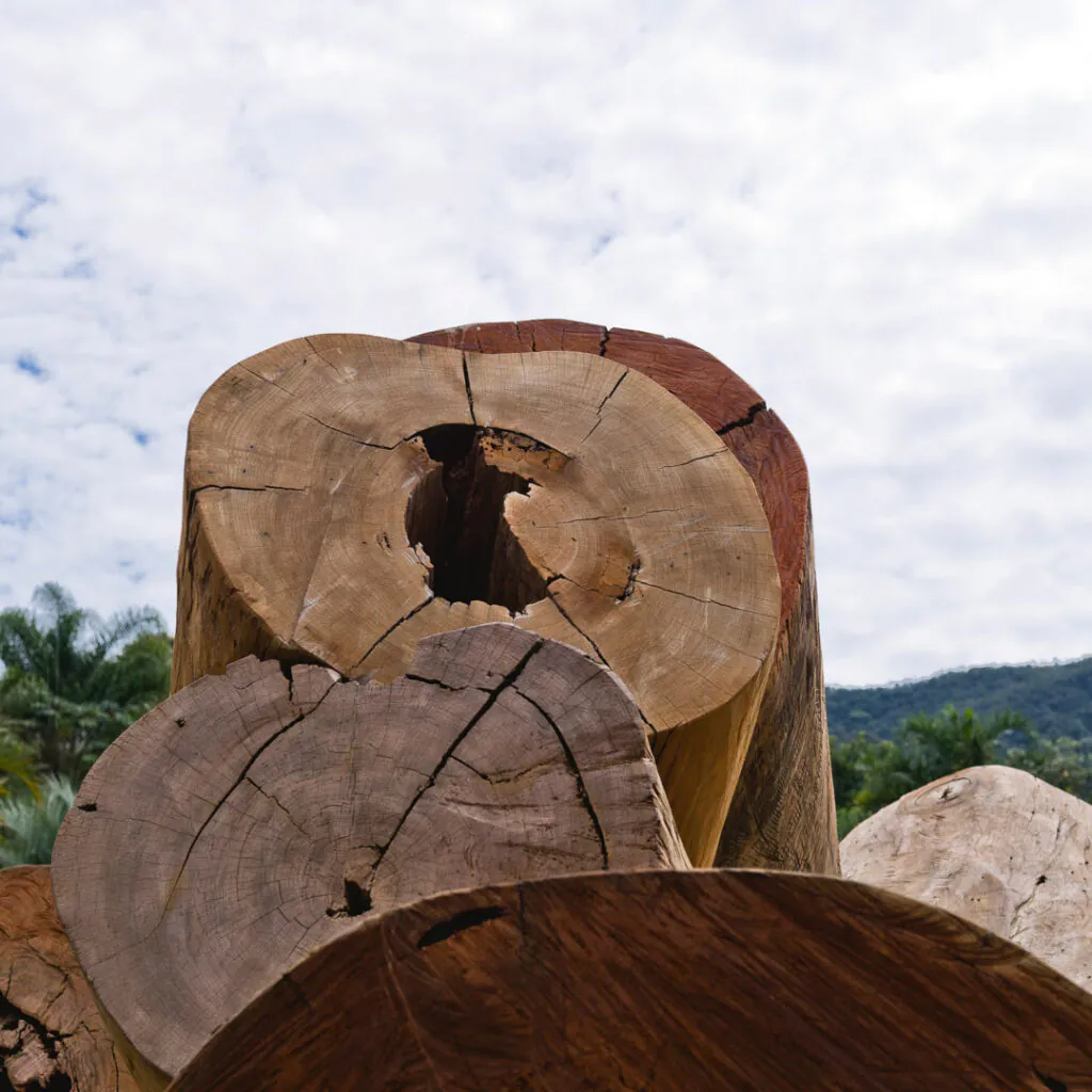 Elisa Bracher, Embrionário, 2003, [detalhe], Madeira de eucalipto, cedro e pinos de ferro, dimensões variáveis.