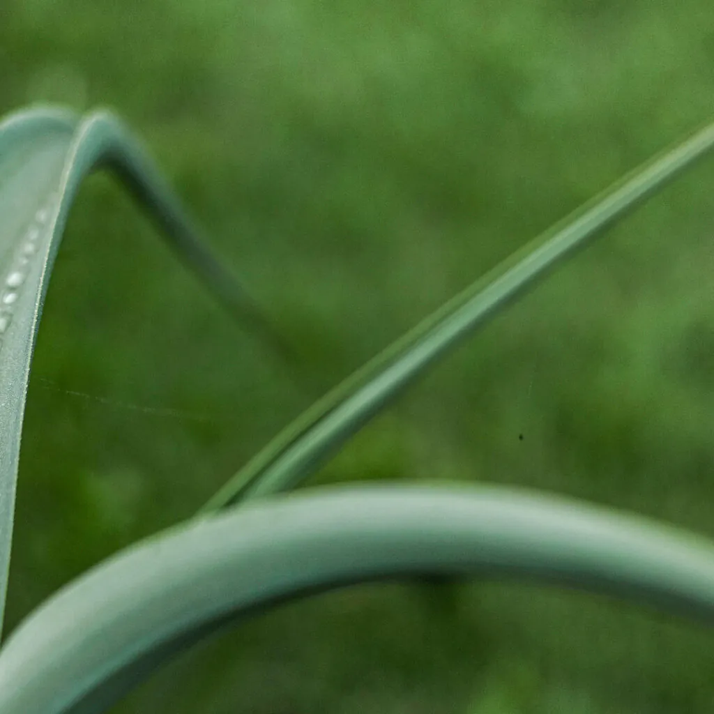 Comumente as Populações indígenas usam as fibras das folhas, depois de secas, para fazer sabão devido as altas concentrações de saponina. Foto:João Marcos Rosa/Nitro