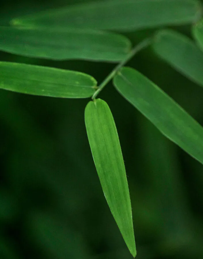 Bambus herbáceos são delicados e geralmente muito menores do que os bambus lenhosos.  Foto: João Marcos Rosa/Nitro.