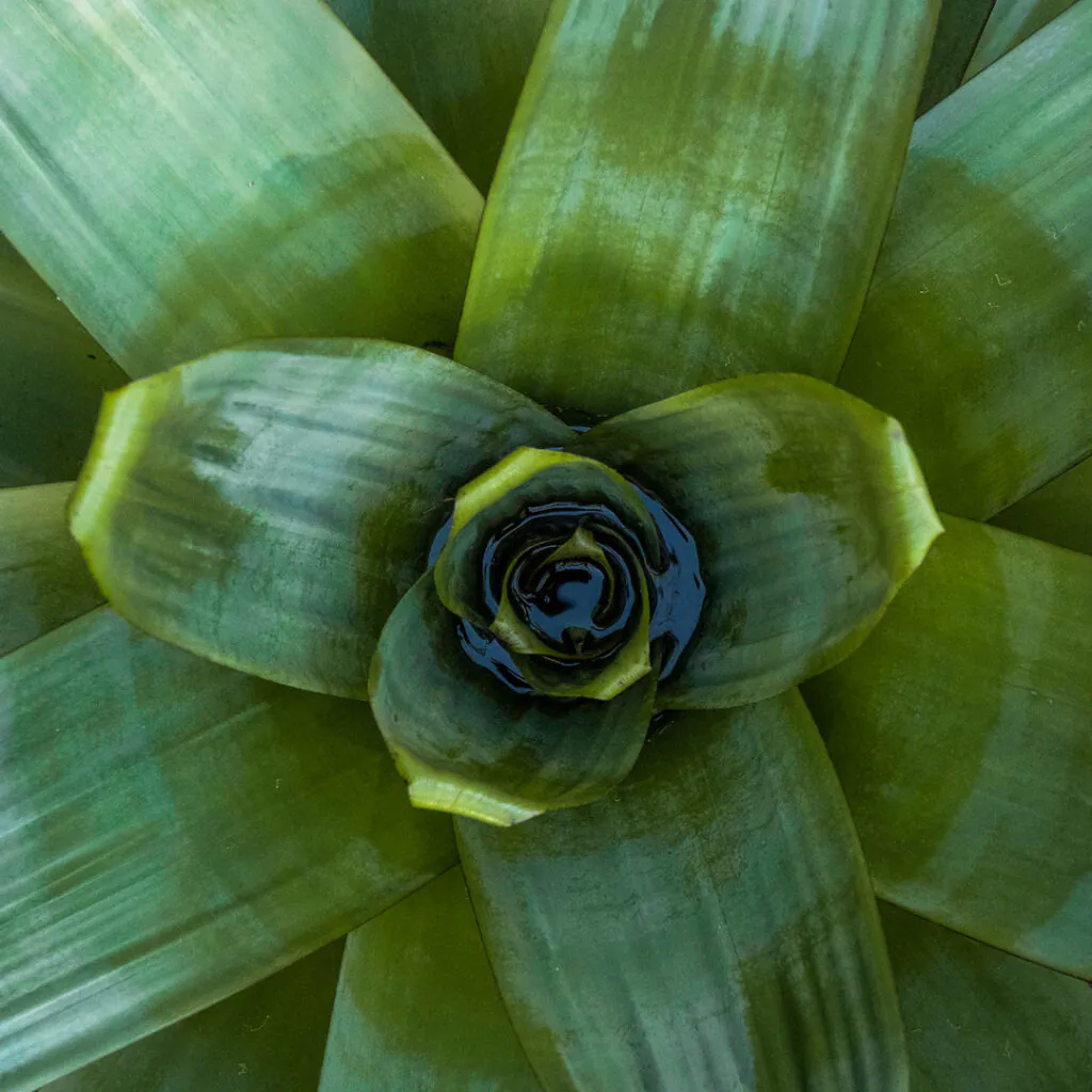 As folhas dispostas em roseta formam um vaso no centro da planta, que acumula água e nutrientes. Foto: João Marcos Rosa/Nitro.