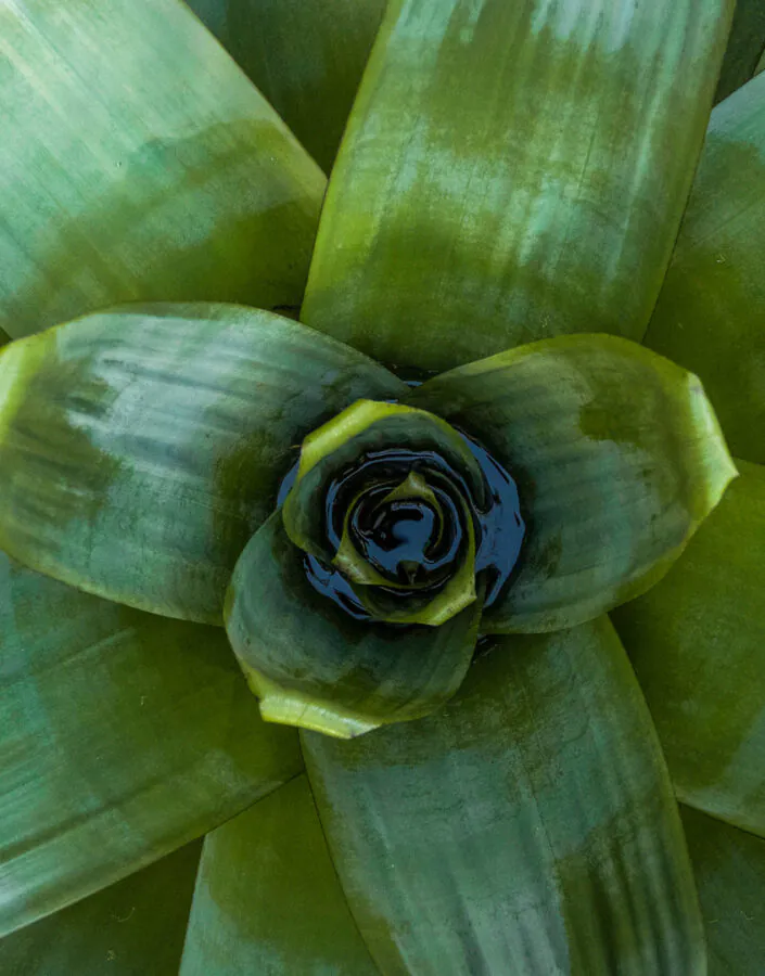 As folhas dispostas em roseta formam um vaso no centro da planta, que acumula água e nutrientes. Foto: João Marcos Rosa/Nitro.