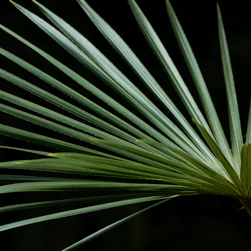 Em várias parte do país, as folhas dessa espécie são utilizadas na cobertura de casas e no artesanato. Foto: João Marcos Rosa/Nitro.